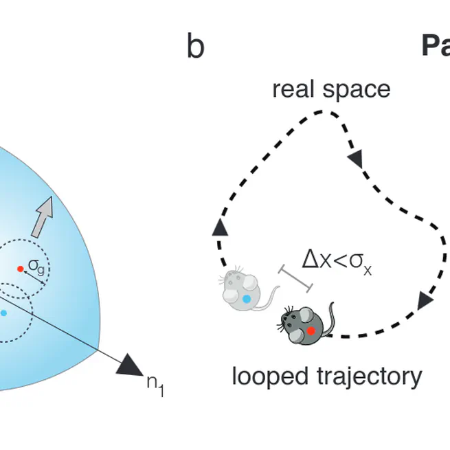 Self-Supervised Learning of Representations for Space Generates Multi-Modular Grid Cells