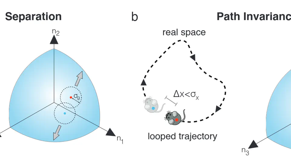 Self-Supervised Learning of Representations for Space Generates Multi-Modular Grid Cells